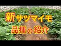 今が植え時です！　サツマイモの品種　　タネのハシモト