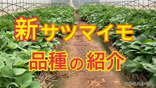 今が植え時です！　サツマイモの品種　　タネのハシモト