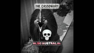 Harmless Vs Deadly Animals In Australia