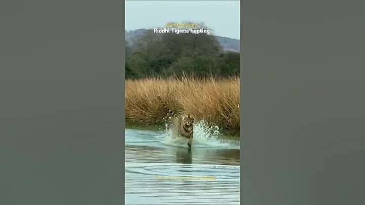 Sudden attack by Tigress Riddhi #ranthambore #tiger #jungletiger #wildlife #animals #shorts #yt #cat