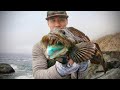 BLUE Flesh Lingcod From a Cliff Solo (Catch Clean and Cook)!