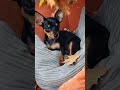 You’ve always been enough.🧿🧡 #minipinscher #miniaturepinscher #kingoftoys