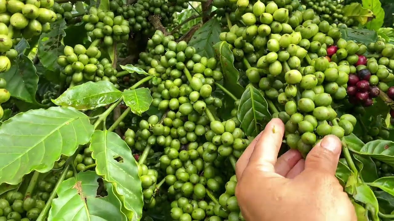 kỹ thuật tạo hình cà phê xanh lùn ghép đa thân hãm ngọn năng xuất cao