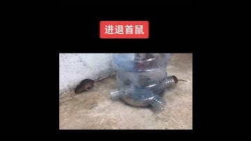 Homemade mouse trap | the most effective simple homemade rat trap #125