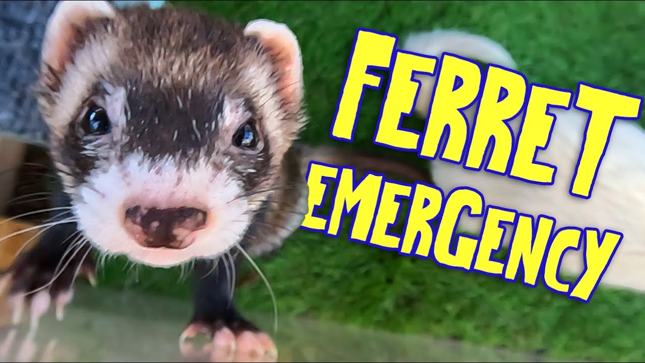 My Ferret Had a Suspected Blockage – What You Should Know