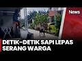 Heboh! Sapi Lepas Mengamuk dan Serang Warga | iNews Today (25/5)