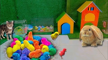 Bắt Cá Cảnh Dễ Thương, Gà Dễ Thương, Gà Sắc Màu, Cá Betta, Thỏ, Chuột, Bọ, Vịt