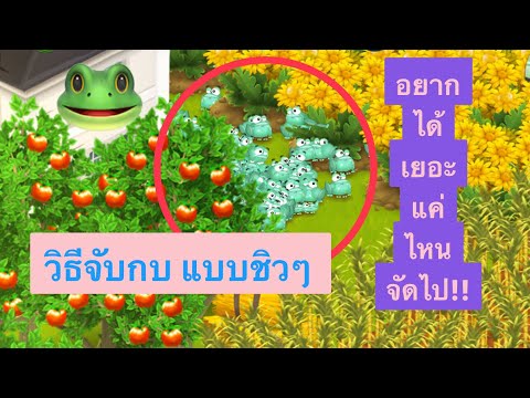 HAY DAY •How to catch a frog วิธีจับกบ และดักกบในเกม HayDay ให้มาอยู่ที่ฟาร์มตัวเองเยอะๆ EP.18 개구리🐸