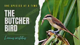 Philippine Wildlife | One Species at a Time | Brown Shrike - The Butcher Bird | E 9 2022 screenshot 3