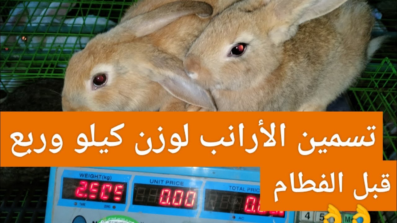 تسمين الأرانب لوزن كيلو وربع قبل الفطام باسهل طريقه مجربه ١٠٠% النهاردة لازم تشوف الوضع بنفسك.