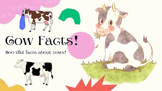 Adorable Cow Facts You Didn't Know!