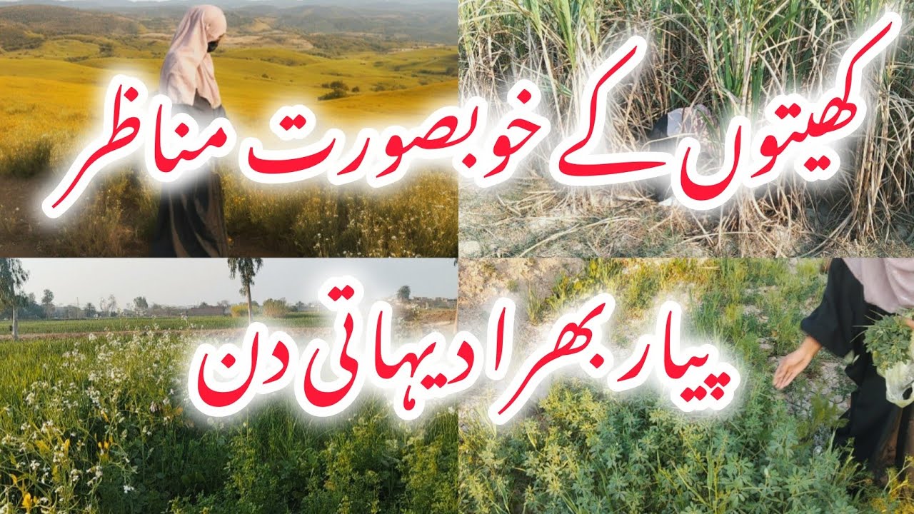 Meri nie dost Bichri/ ur Pyar bhra dehati din/ khetu beautiful day 