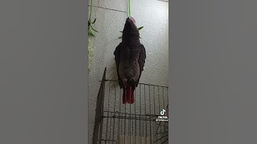 ما شاء الله كاسكو يقرأ سورة الاخلاص