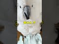 ママがいると思っているオウムに現実を教えてみた#shorts