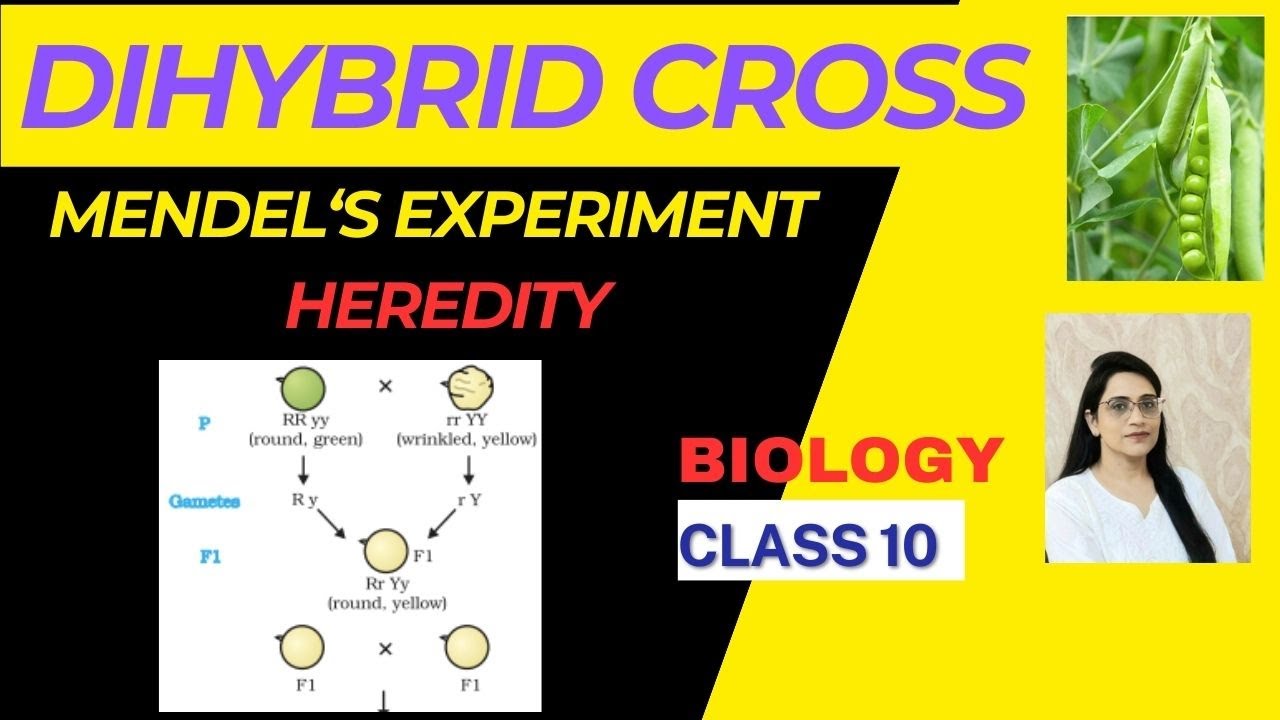 Class 10 Heredity And Evolution Dihybrid Cross Mendel s Experiment Class 10 Heredity And Evolution Dihybrid Cross Mendel s Experiment