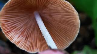 Conocybe Another Common Garden Mushroom Toxic