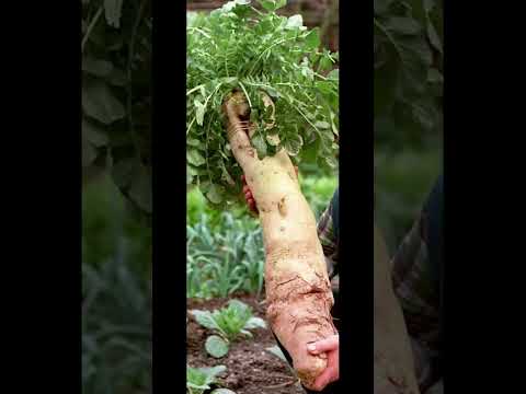 Самое загадочное русское слово🤣🤣 🤣