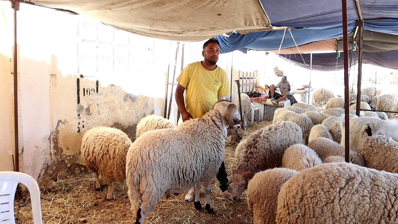 أسعار أضاحي العيد بين 800 د و 2500 د .. الغلاء سببه غلاء أسعار الأعلاف والقشارة ​🐏​ 🇹🇳