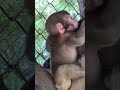 ママもお昼寝したいんだよ。寝かせてあげて🐵💤 #淡路島モンキーセンター #ニホンザル #ニホンザルの赤ちゃん
