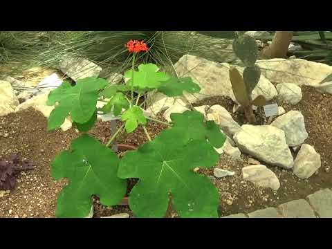 Video: Wie beschneidet man eine Jatropha-Pflanze?