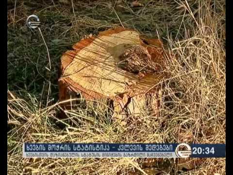 ხეებისთვის დაზიანებულის სტატუსის მინიჭების გაზრდილი მაჩვენებელი