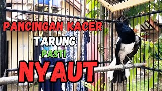 JENIS KACER APAPUN LANGSUNG ON SEKALI MENDENGAR DAN LANGSUNG GACOR