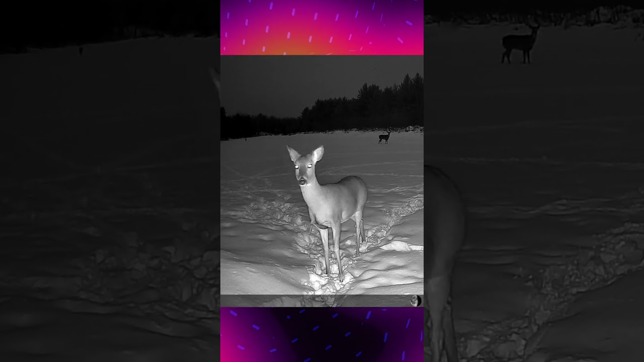 Night Time Deer Explore the Frozen River
