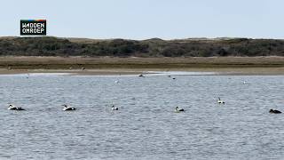 In natuurgebied De Slufter op Texel houden vrijwilligers een oogje in het zeil