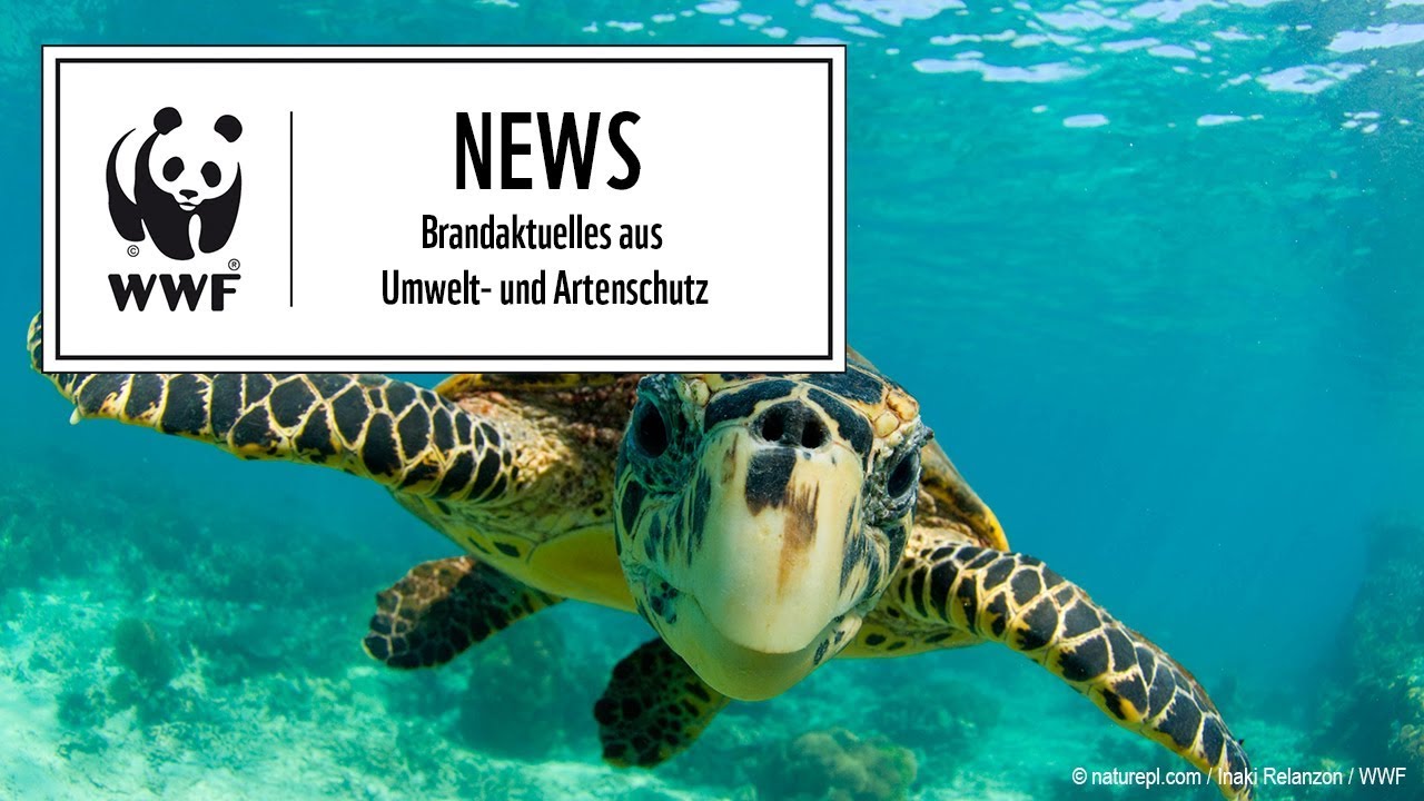 Warum Meeresschildkroten Vom Aussterben Bedroht Sind Youtube