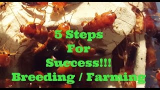 5 Steps for Success! Red Runner Breeding / Farming