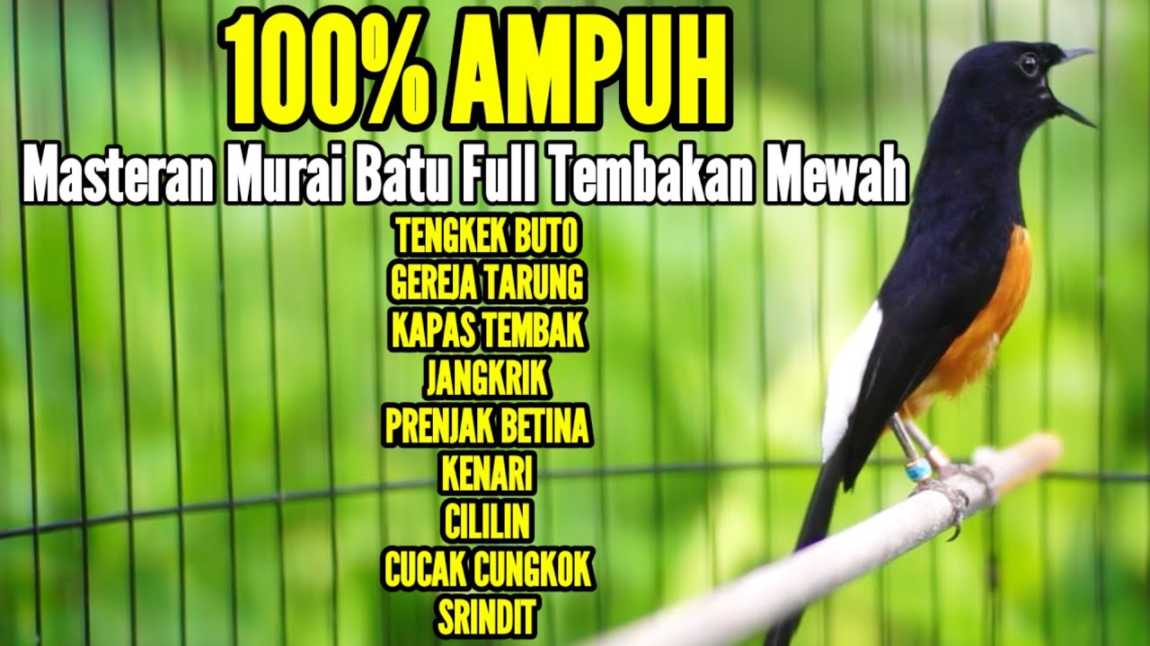 MURAI BATU GACOR FULL TEMBAKAN AMPUH BUAT MASTERAN AGAR BUNYI JADIKAN MURAI ANDA BONGKAR ISIAN