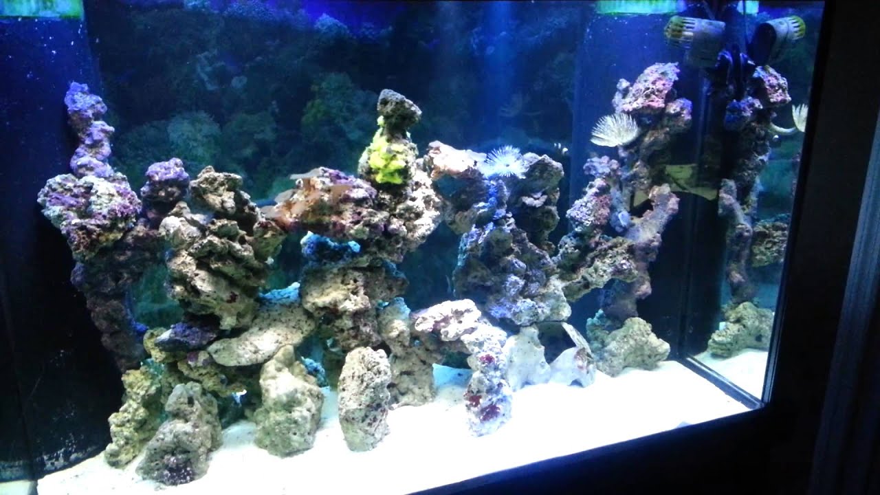 How to pair maroon clowns