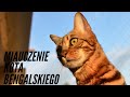 Kot Bengalski | miauczenie kota bengalskiego | gadający kot | Bengal cat