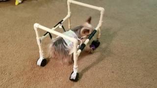 Homemade dog wheelchair