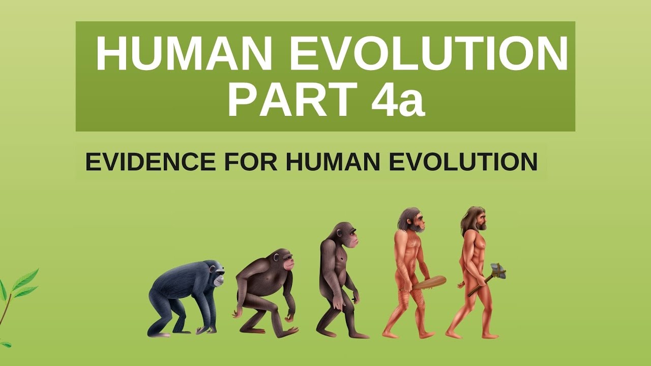 HUMAN EVOLUTION PART 4a | EVIDENCE FOR HUMAN EVOLUTION - YouTube