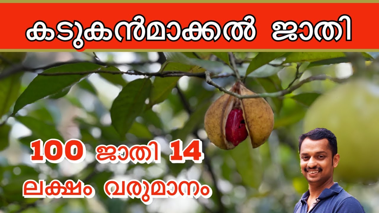 കടുകൻമാക്കൽ ജാതി  #kadukummakal jadi #Kadukanmakkan nutmeg #nutmeg farming profit #kl06 farm #jathi