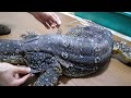 テン君の脱皮のお手伝いが超気持ちいぃぃぃぃぃぃ