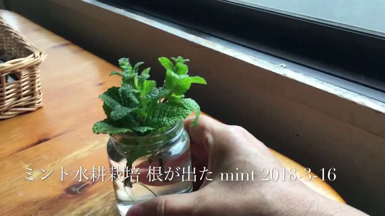 ミントが伸びて根が増えた Mint Hydroponics Youtube