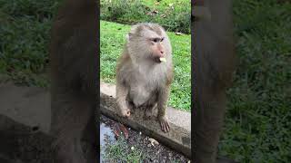 She just wanted to eat something 🐒🌳 #shortvideo #babyanimals #animals #monkeyworld #monkeylover