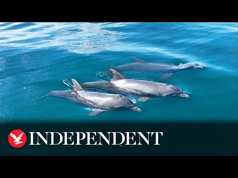 Dolphins glide through