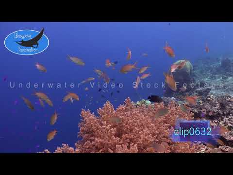 0632_Coral reef with soft corals and orange Anthias fish. 4K Underwater Royalty Free Stock Footage.