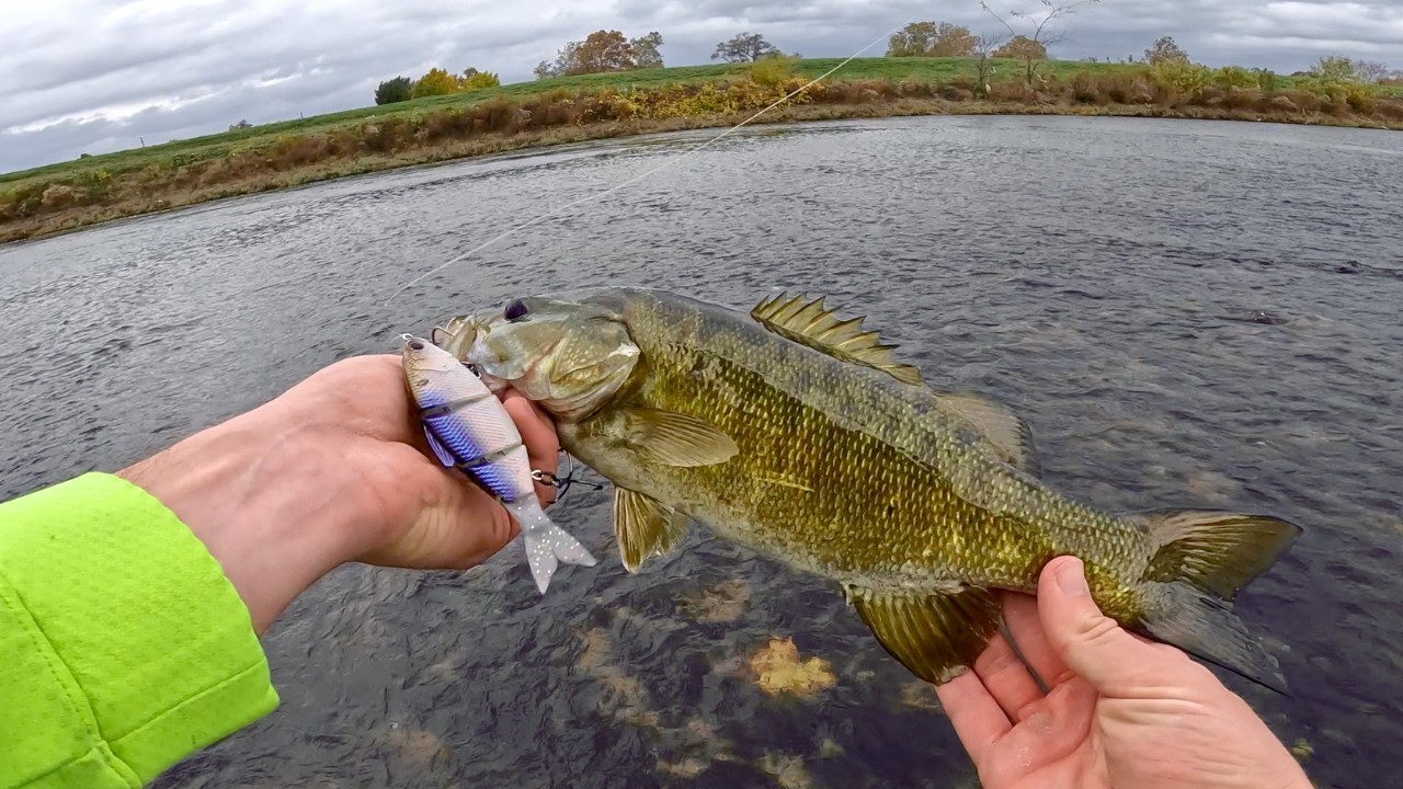 Trace Swimbait Catches Smallmouth Bass!