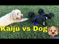 Traxxas Maxx Killer - $399 Redcat KAIJU 1/8 Scale Monster Truck - High Speed Dog Chase with Ziggy