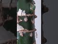 Омоложение диффенбахии на корневом остатке стебля даёт не более двух побегов