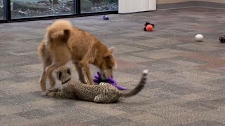 Cheetah and puppy team up at Ohio zoo