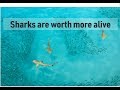 Why sharks are worth more alive  prof tracey rogers