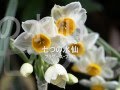 Seven Daffodils - Brothers Four