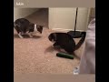 Clumsy Cats