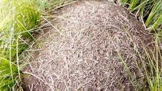 Муравьи. Муравейник в лесу.Ants. Anthill in the forest. Муравьи. Муравейник в лесу.Ants. Anthill in the forest.