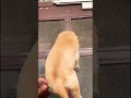Golden retriever male sale @Petzz_world #goldenretriever #puppy #dogsale #dogsofinstagram #cute
